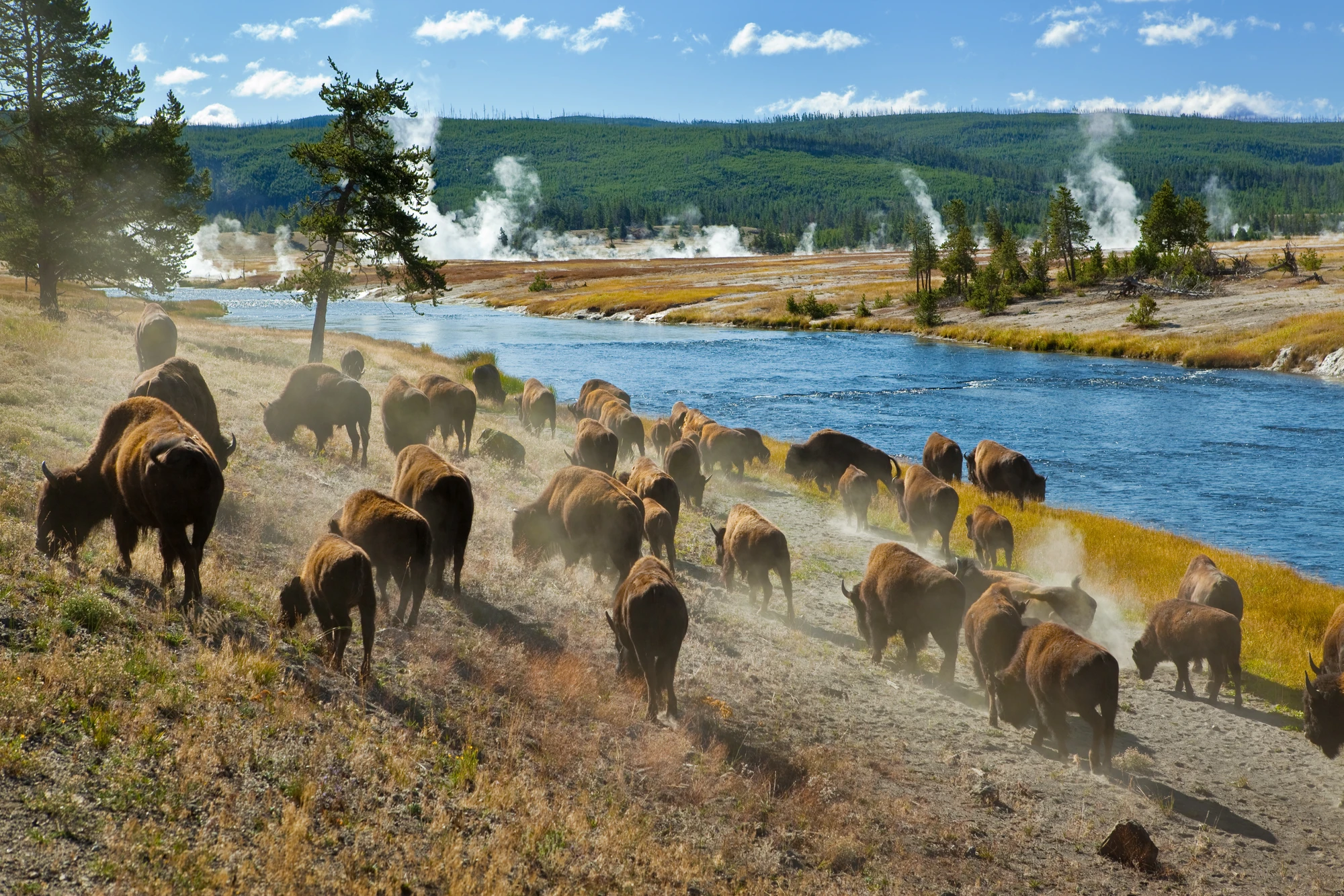 Steam and Horns: Watching Bison Rule the Firehole at Midway Geyser Basin